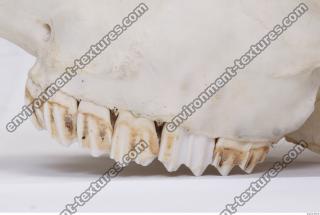 animal skull teeth 0001